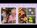 How to grow Oxalis in the garden...don't be frightened!!! These ones aren't thuggish spreaders!!