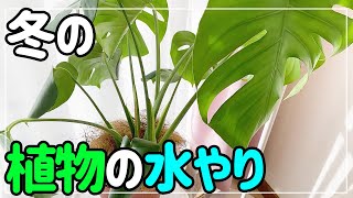 冬の観葉植物の水やり｜東京一人暮らし｜モノを愛でるミニマリスト