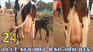 24 லிட்டர் கரவையில் பெருங்கூட்டு மாடு விற்பனை