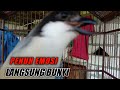 CENDET GACOR ISIAN KOMBINASI BIKIN CENDET LAIN EMOSI & IKUT BUNYI