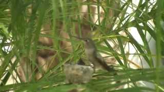 The Baby Hummingbird (1080p)