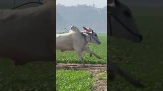 #trending#oxbull#bull#oxracing#subscribe#oxrace#youtubeshorts#shortvideo#shorts#short#viralvideo