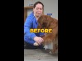 5 tips to make dog nail trimming easier