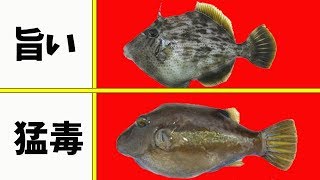 【見た目に騙されるな！】身近にいる、恐ろしい毒魚 ５選