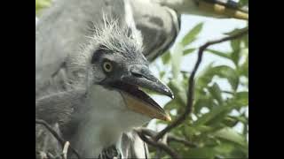 吉野川アオサギの子育て