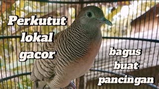 Perkutut lokal gacor 04 bagus buat pancingan || semua burung perkutut dijamin nyaut