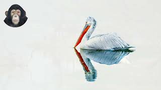 Meet the Majestic Dalmatian Pelican: 5 Incredible Facts About the World's Largest Flying Bird!