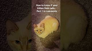 Part 1: How to know your kitten feels safe #kitten #peace