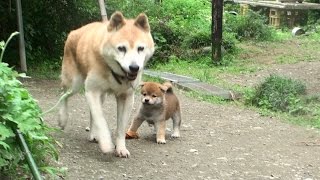 初めて来た柴犬の子犬と柴犬おばあちゃん（17歳）、、、、、（老犬と子犬）