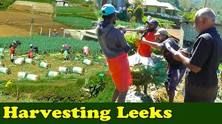 Leeks cultivation | How To Harvest of Leeks | Harvesting leeks | ලීක්ස් අස්වැන්න | LAKSHITHA VLOGS