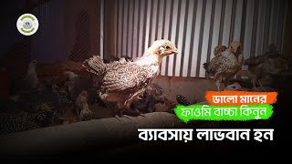 একমাস বয়সী ফাউমি মুরগির দাম জানুন || ফাউমি মুরগি কোথায় পাওয়া যায় || fawmi murgir price #chicken