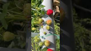 The Most Unique Way to Grow Strawberries backyard | #shorts