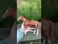 Breyer model horse repaint #horse #custom #breyer