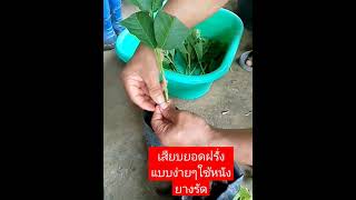 ขยายพันธ์ฝรั่งไส้แดงหงส์จ้วนสือแบบเสียบยอด