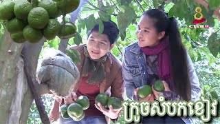 ការដាំដំណាំក្រូចសំបកខៀវ