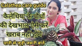 Calathea plant care guide-कैलेथिया के पौधों की देखभाल ऐसे करें खराब नहीं होंगे,पानी से जुड़ी बातें