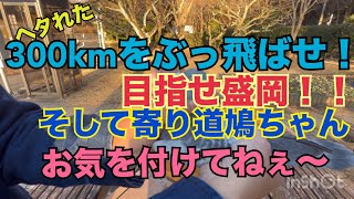 寒さに負けるな！のどかの戦士とよその鳩！！…。の巻