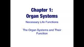 A\u0026P Chapter 1: Organ Systems