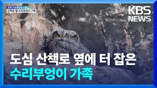 도심 산책로 옆에 터 잡은 수리부엉이 가족 / KBS  2022.02.22.