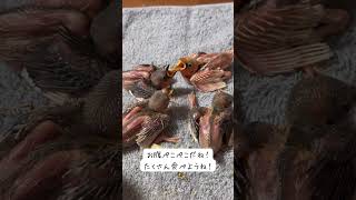 2024/10/18の文鳥のひなのようす