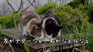 【多摩川の地域猫】雨上がりの多摩川の光景