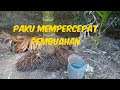 gaya lama mempercepat pembuahan pinang