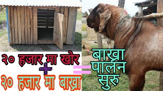 निउनतम लगानीमा बाख्रा पालन कसरी सुरु गर्ने?||How to start goat farm in minimum cost?