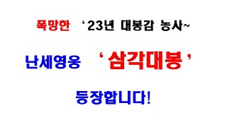 폭망한 23년 대봉감 농사 난세의 영웅 삼각대봉