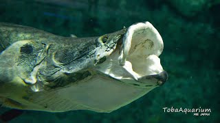 《鳥羽水族館》世界最大級の淡水魚「ピラルク」のお食事（うら側から）