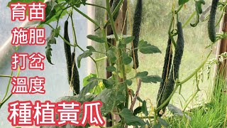 【黄瓜种植】种黄瓜几个关键点 How to grow cucumbers，黄瓜育苗，温度，季节，修剪施肥，打岔，打顶做对了，黄瓜吃不完