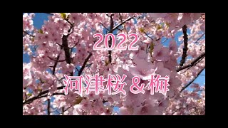 2022 春　長崎＆佐賀の河津桜と梅の花