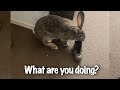 Flemish Giant Rabbit Loves To Destroy My Stuff