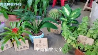 十二生肖养什么植物？选对了旺财助运，来看看你的生肖植物吧