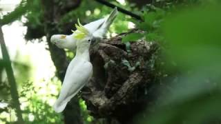 小葵花鳳頭鸚鵡