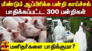 கேரளாவில் மீண்டும் ஆப்பிரிக்க பன்றி காய்ச்சல் | Kerala | Swine flu | Kerala Swine flu