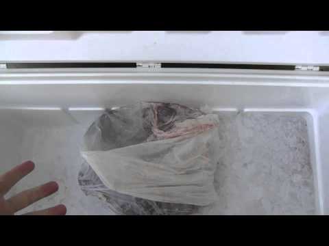 Aging Deer Meat Youtube