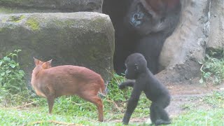 金剛寶寶Ringo摸山羌-Baby gorilla Ringo touches the muntjac