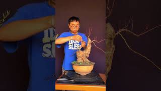 Phần 16: Cắt giật bonsai #shortvideo #bonsaitutorial  #bonsaidemo