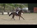 kalou du bourbecq by balou du rouet 7yo double clearround at belgian cycle young horses 2023