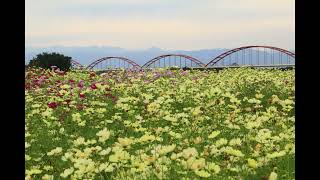 吹上のコスモス畑(埼玉県鴻巣市）