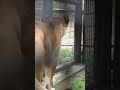 イケメンアース🦁と筋肉美人のシルク💕【お似合いのカップルやね😍】 のんほいパーク 茶臼山動物園 ライオン シルク アース 相思相愛 イケメン