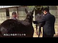 “臭马肉香驴肉，宁死不吃骡子肉”什么意思？农民为何不吃骡肉