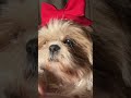 빨간 리본을 한 시츄 강아지 puppy with red ribbon