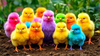 Cute Animals, World Cute Chickens, Colorful Chickens, Rainbows Chickens, Cute Ducks, Cat, Rabbit