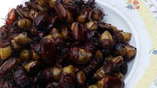 คั่วแมงจินูน คั่วแมงอีนูน คั่วแมงนูน คั่วแมงนูนแซบๆ Fried Cockchafer in Thailand