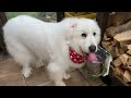 シャンプー後のお疲れでも散歩は張り切って歩くルンルンです　great pyrenees　グレートピレニーズ