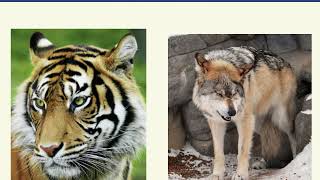 APES - Chapter 9: Sustaining Biodiversity: The Species Approach