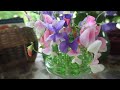 sweet pea medley ode to the sweet pea a relaxing journey from seed to bloom