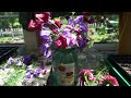 sweet pea medley ode to the sweet pea a relaxing journey from seed to bloom