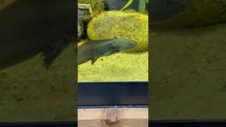 Mesmerizing Axolotl Blissfully Gliding Through Water!